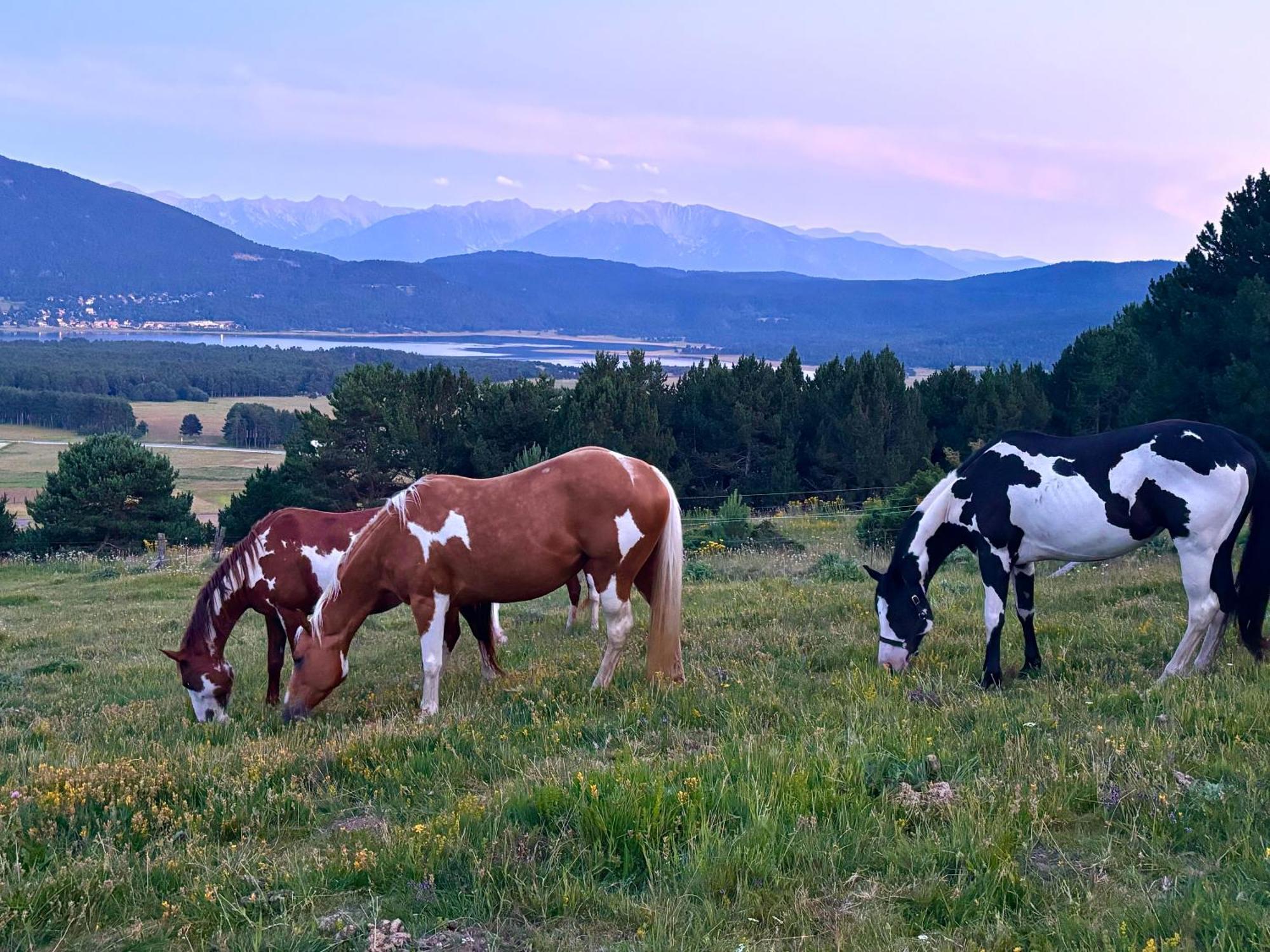 Gite Ranch Le Serpolet Les Angles  Exterior photo